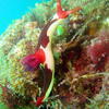 Picture taken during the dive