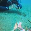 Picture taken during the dive