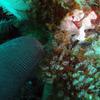 Picture taken during the dive
