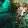Picture taken during the dive