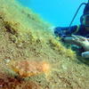 Picture taken during the dive