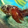 Picture taken during the dive