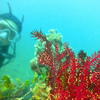 Picture taken during the dive