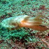 Picture taken during the dive