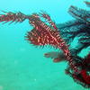 Picture taken during the dive