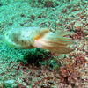 Picture taken during the dive