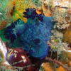 Picture taken during the dive