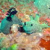 Picture taken during the dive