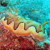 Picture taken during the dive