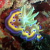 Picture taken during the dive