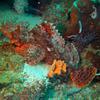 Picture taken during the dive