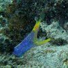 Picture taken during the dive