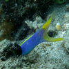 Picture taken during the dive