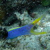 Picture taken during the dive