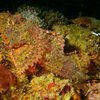 Picture taken during the dive