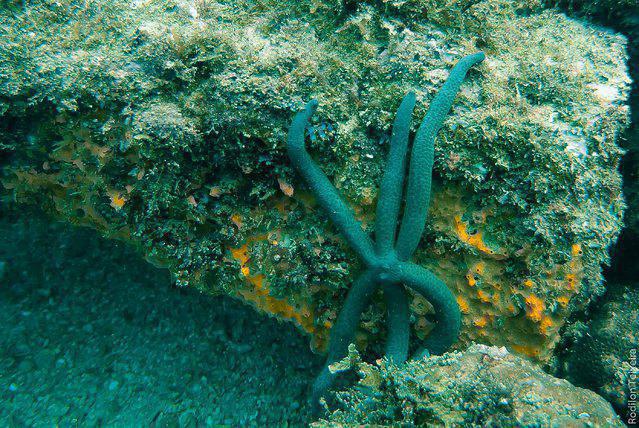 Pleasure Divers - Dive Center in Australia