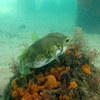 Picture taken during the dive