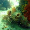 Picture taken during the dive
