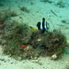 Picture taken during the dive