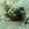 Picture taken during the dive