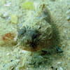 Picture taken during the dive
