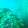 Picture taken during the dive