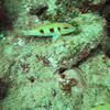 Picture taken during the dive