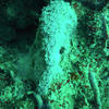 Picture taken during the dive
