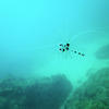 Picture taken during the dive