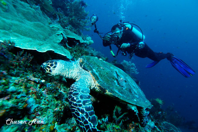 Diving in Indonesia, TN Komodo - By Gita Dimarsandy