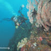 Picture taken during the dive