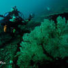 Picture taken during the dive