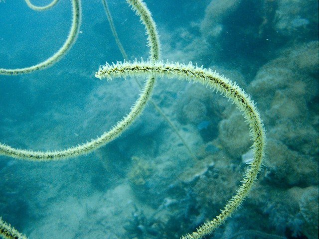 Sea Dive Center - Dive Center in Philippines