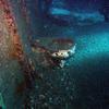 Picture taken during the dive