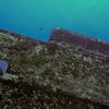 Picture taken during the dive