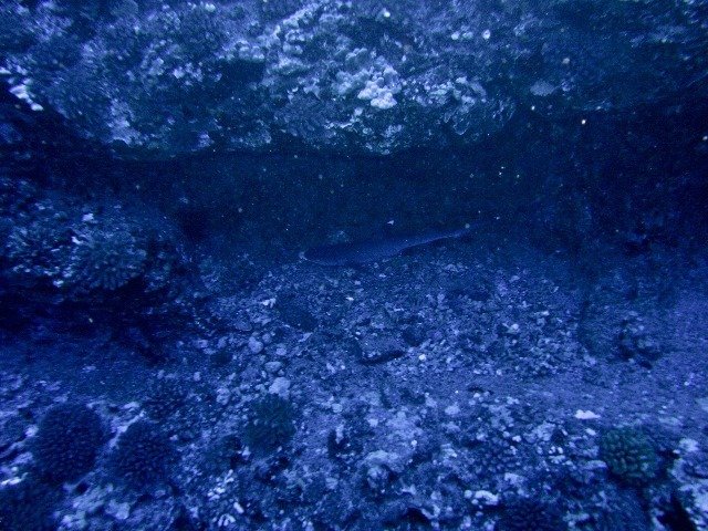 Ed Robinson's Diving Adventures - Dive Center in United States