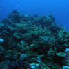 Picture taken during the dive