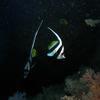 Picture taken during the dive