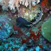 Picture taken during the dive