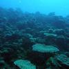 Picture taken during the dive