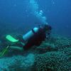 Picture taken during the dive