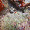 Picture taken during the dive