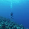 Picture taken during the dive