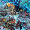 Picture taken during the dive