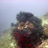 Picture taken during the dive