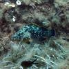 Picture taken during the dive