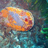Picture taken during the dive