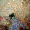 Picture taken during the dive