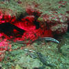 Picture taken during the dive