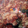 Picture taken during the dive
